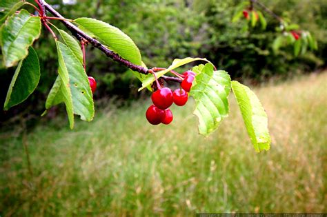 Cherries Gone Wild .